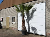 Mexicaanse waaierpalm - washingtonia robusta - stam 120-140 cm - hoogte ca. 280 cm - afbeelding 3 van  4