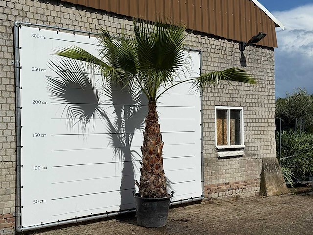 Mexicaanse waaierpalm - washingtonia robusta - stam 120-140 cm - hoogte ca. 280 cm - afbeelding 4 van  4