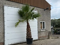 Mexicaanse waaierpalm - washingtonia robusta - stam 120-140 cm - hoogte ca. 280 cm - afbeelding 3 van  3