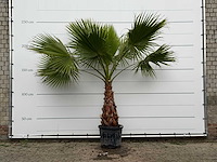 Mexicaanse waaierpalm - washingtonia robusta - stam 80-100 cm - hoogte ca. 250 cm - afbeelding 1 van  6