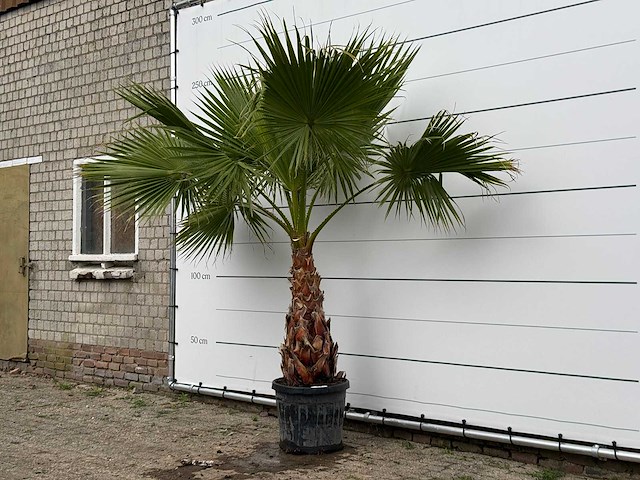 Mexicaanse waaierpalm - washingtonia robusta - stam 80-100 cm - hoogte ca. 250 cm - afbeelding 2 van  6