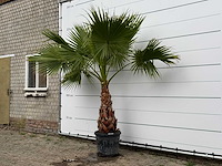 Mexicaanse waaierpalm - washingtonia robusta - stam 80-100 cm - hoogte ca. 250 cm - afbeelding 2 van  6