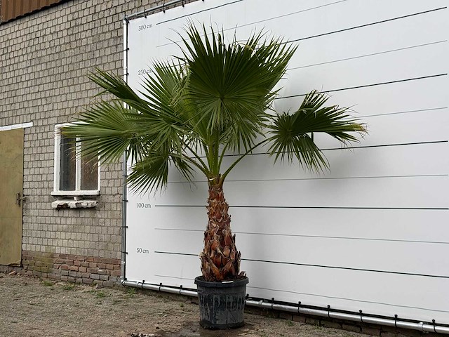 Mexicaanse waaierpalm - washingtonia robusta - stam 80-100 cm - hoogte ca. 250 cm - afbeelding 3 van  6