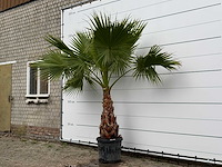 Mexicaanse waaierpalm - washingtonia robusta - stam 80-100 cm - hoogte ca. 250 cm - afbeelding 3 van  6