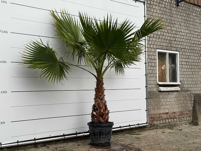 Mexicaanse waaierpalm - washingtonia robusta - stam 80-100 cm - hoogte ca. 250 cm - afbeelding 4 van  6