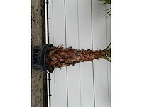 Mexicaanse waaierpalm - washingtonia robusta - stam 80-100 cm - hoogte ca. 250 cm - afbeelding 5 van  6