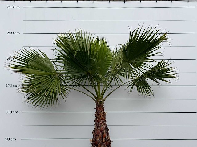 Mexicaanse waaierpalm - washingtonia robusta - stam 80-100 cm - hoogte ca. 250 cm - afbeelding 6 van  6