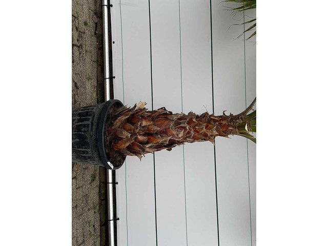 Mexicaanse waaierpalm - washingtonia robusta - stam 80-100 cm - hoogte ca. 250 cm - afbeelding 5 van  6