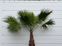 Mexicaanse waaierpalm - washingtonia robusta - stam 80-100 cm - hoogte ca. 250 cm - afbeelding 6 van  6