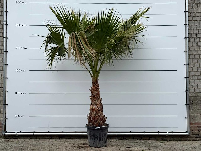 Mexicaanse waaierpalm - washingtonia robusta - stam 80-100 cm - hoogte ca. 260 cm - afbeelding 1 van  4