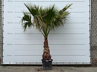 Mexicaanse waaierpalm - washingtonia robusta - stam 80-100 cm - hoogte ca. 260 cm - afbeelding 1 van  4