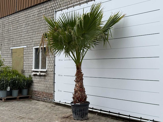 Mexicaanse waaierpalm - washingtonia robusta - stam 80-100 cm - hoogte ca. 260 cm - afbeelding 2 van  4