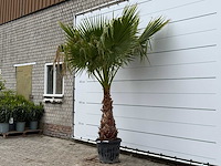 Mexicaanse waaierpalm - washingtonia robusta - stam 80-100 cm - hoogte ca. 260 cm - afbeelding 2 van  4