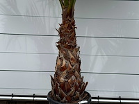 Mexicaanse waaierpalm - washingtonia robusta - stam 80-100 cm - hoogte ca. 260 cm - afbeelding 3 van  4