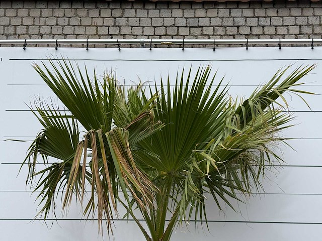 Mexicaanse waaierpalm - washingtonia robusta - stam 80-100 cm - hoogte ca. 260 cm - afbeelding 4 van  4
