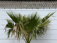 Mexicaanse waaierpalm - washingtonia robusta - stam 80-100 cm - hoogte ca. 260 cm - afbeelding 4 van  4