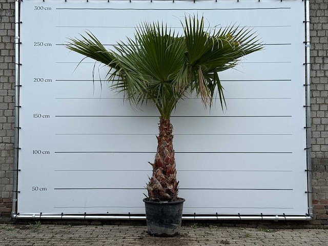 Mexicaanse waaierpalm - washingtonia robusta - stam 80-100 cm - hoogte ca. 260 cm - afbeelding 1 van  5