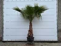 Mexicaanse waaierpalm - washingtonia robusta - stam 80-100 cm - hoogte ca. 260 cm - afbeelding 1 van  5