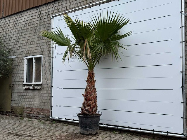 Mexicaanse waaierpalm - washingtonia robusta - stam 80-100 cm - hoogte ca. 260 cm - afbeelding 2 van  5