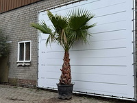 Mexicaanse waaierpalm - washingtonia robusta - stam 80-100 cm - hoogte ca. 260 cm - afbeelding 2 van  5
