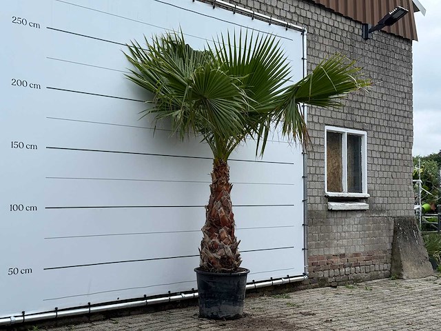 Mexicaanse waaierpalm - washingtonia robusta - stam 80-100 cm - hoogte ca. 260 cm - afbeelding 3 van  5