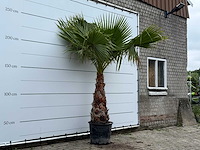 Mexicaanse waaierpalm - washingtonia robusta - stam 80-100 cm - hoogte ca. 260 cm - afbeelding 3 van  5