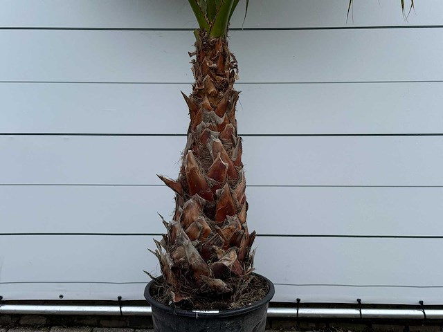 Mexicaanse waaierpalm - washingtonia robusta - stam 80-100 cm - hoogte ca. 260 cm - afbeelding 4 van  5