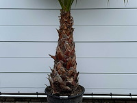 Mexicaanse waaierpalm - washingtonia robusta - stam 80-100 cm - hoogte ca. 260 cm - afbeelding 4 van  5