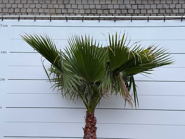 Mexicaanse waaierpalm - washingtonia robusta - stam 80-100 cm - hoogte ca. 260 cm - afbeelding 5 van  5