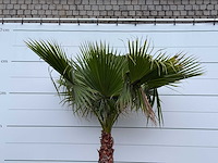Mexicaanse waaierpalm - washingtonia robusta - stam 80-100 cm - hoogte ca. 260 cm - afbeelding 5 van  5