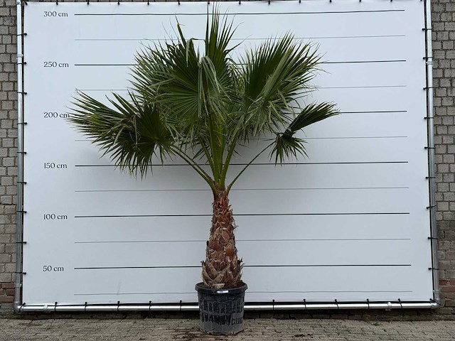 Mexicaanse waaierpalm - washingtonia robusta - stam 80-100 cm - hoogte ca. 280 cm - afbeelding 1 van  2