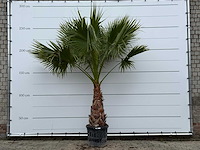 Mexicaanse waaierpalm - washingtonia robusta - stam 80-100 cm - hoogte ca. 280 cm - afbeelding 1 van  2