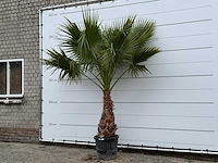 Mexicaanse waaierpalm - washingtonia robusta - stam 80-100 cm - hoogte ca. 280 cm - afbeelding 2 van  2