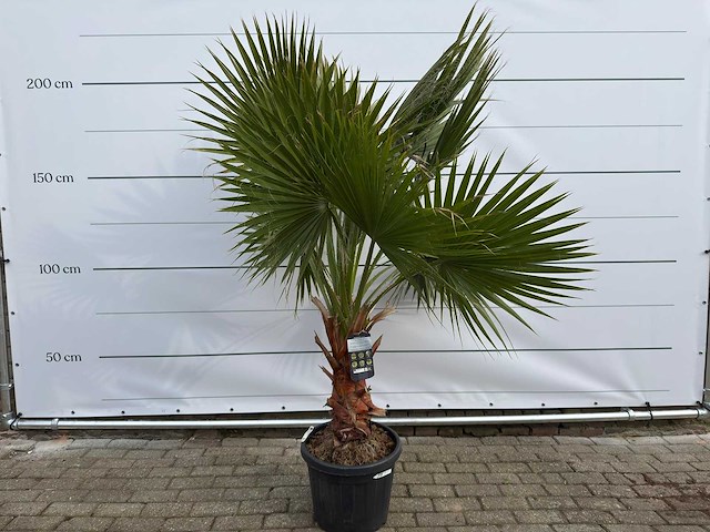 Mexicaanse waaierpalm m - washingtonia robusta - hoogte ca. 200 cm - afbeelding 1 van  4