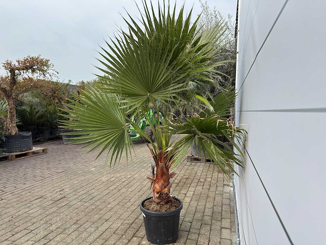 Mexicaanse waaierpalm m - washingtonia robusta - hoogte ca. 200 cm - afbeelding 2 van  4