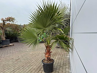 Mexicaanse waaierpalm m - washingtonia robusta - hoogte ca. 200 cm - afbeelding 2 van  4