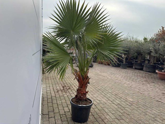 Mexicaanse waaierpalm m - washingtonia robusta - hoogte ca. 200 cm - afbeelding 3 van  4
