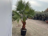 Mexicaanse waaierpalm m - washingtonia robusta - hoogte ca. 200 cm - afbeelding 3 van  4