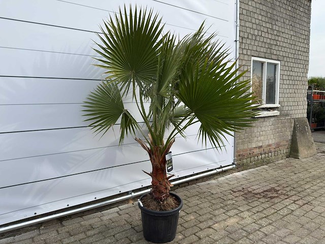 Mexicaanse waaierpalm m - washingtonia robusta - hoogte ca. 200 cm - afbeelding 4 van  4
