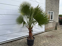 Mexicaanse waaierpalm m - washingtonia robusta - hoogte ca. 200 cm - afbeelding 4 van  4