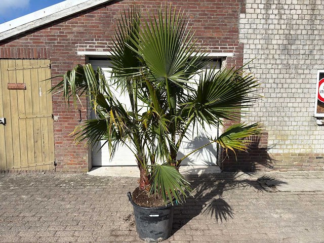 Mexicaanse waaierpalm meerstammig - washingtonia robusta - hoogte ca. 200 cm - afbeelding 1 van  9