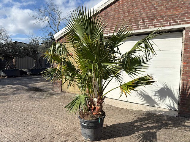 Mexicaanse waaierpalm meerstammig - washingtonia robusta - hoogte ca. 200 cm - afbeelding 2 van  9