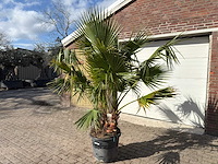 Mexicaanse waaierpalm meerstammig - washingtonia robusta - hoogte ca. 200 cm - afbeelding 2 van  9