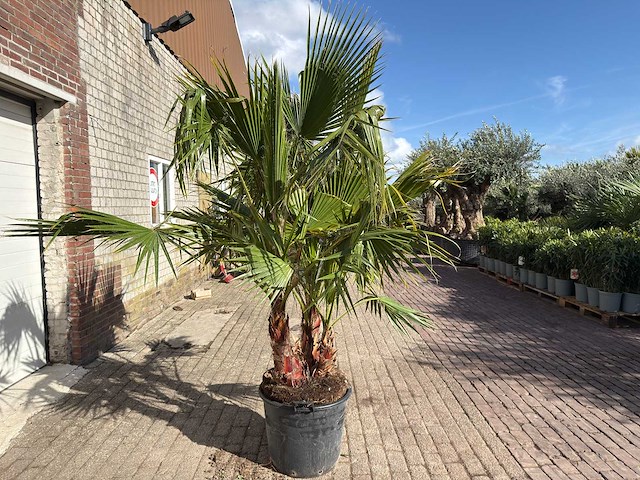 Mexicaanse waaierpalm meerstammig - washingtonia robusta - hoogte ca. 200 cm - afbeelding 4 van  9