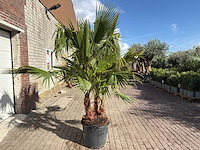 Mexicaanse waaierpalm meerstammig - washingtonia robusta - hoogte ca. 200 cm - afbeelding 4 van  9