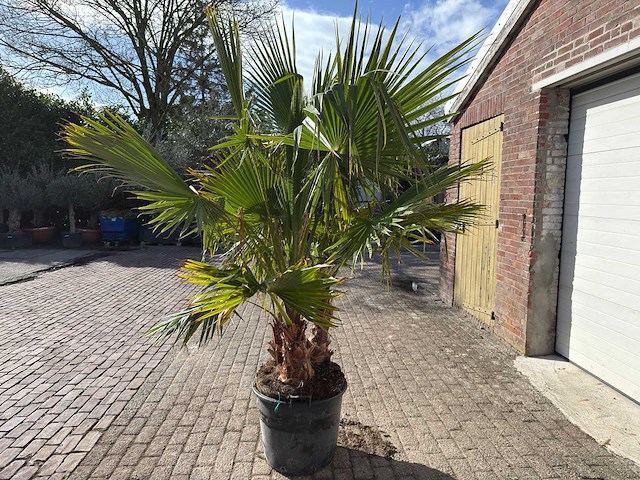 Mexicaanse waaierpalm meerstammig - washingtonia robusta - hoogte ca. 200 cm - afbeelding 5 van  9