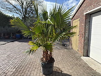 Mexicaanse waaierpalm meerstammig - washingtonia robusta - hoogte ca. 200 cm - afbeelding 5 van  9