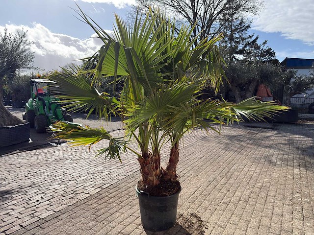 Mexicaanse waaierpalm meerstammig - washingtonia robusta - hoogte ca. 200 cm - afbeelding 6 van  9