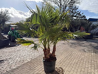 Mexicaanse waaierpalm meerstammig - washingtonia robusta - hoogte ca. 200 cm - afbeelding 6 van  9