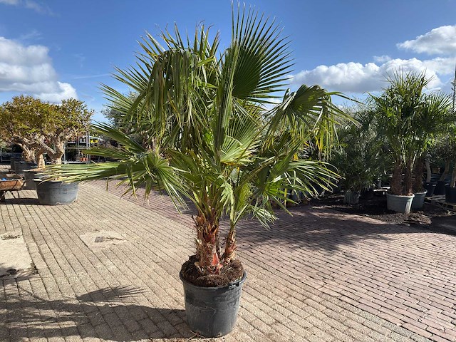 Mexicaanse waaierpalm meerstammig - washingtonia robusta - hoogte ca. 200 cm - afbeelding 7 van  9